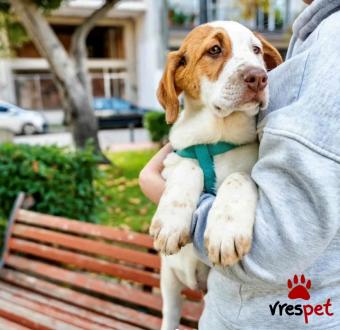 Ράτσα: Άγνωστο - Ημίαιμο | Ηλικία: 4 μηνών | Φύλο: Αρσενικό | Αρ. Microchip: - | Ημίαιμο | Περιοχή: Νέα Σμύρνη, Αττική